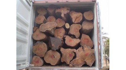 Wood knowledge: pterocarpuserinace