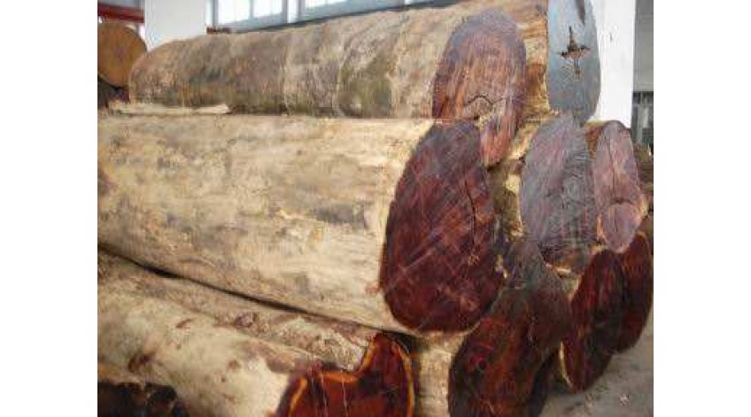 Introduction of wood: big fruit red sandalwood